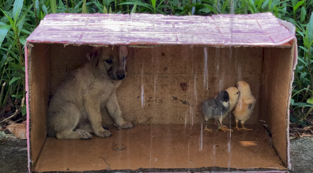 Stray Puppy Takes Refuge from Rain with 3 Chicks, Heartwarming Scene Brings Onlookers to Tears