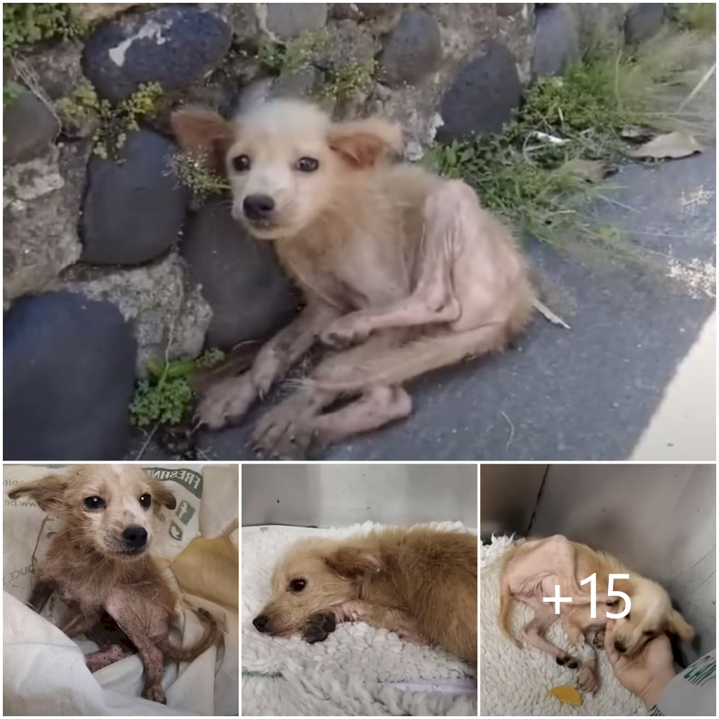 Dog in Dire Straits: Collapses in Sweltering Heat, Desperate Cries for Aid Echo on Streets