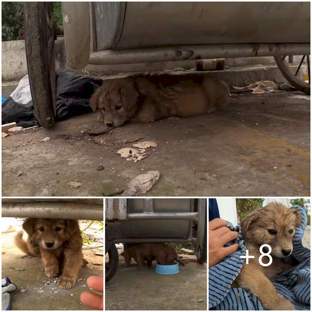 Heartwarming Rescue: Homeless Puppy Found in Trash Can Saved from Indifference