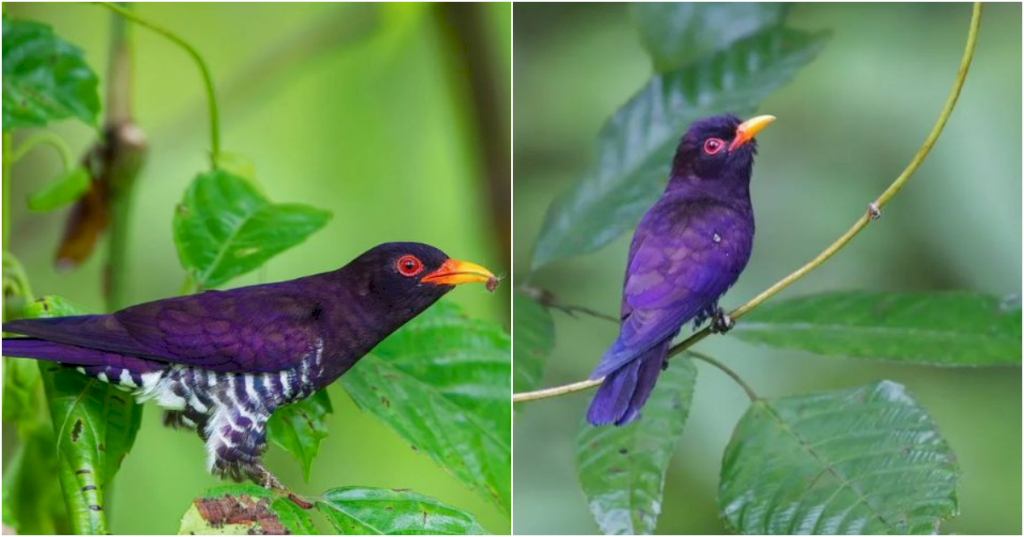 The Magnificent Violet Cuckoo: A Fascinating Bird of Southeast Asia_ Lt