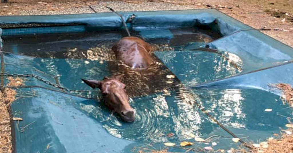 Horse runs from wildfire and gets stuck in pool, look what she does to thank her rescuer