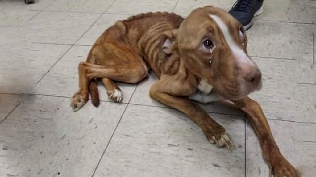 Against All Odds: Sick and Malnourished Pit Bull Fights for Survival on the Streets #Dogs