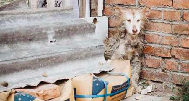 Skinny husky is so scared she hides in a corner all day – then animal heroes give her new life