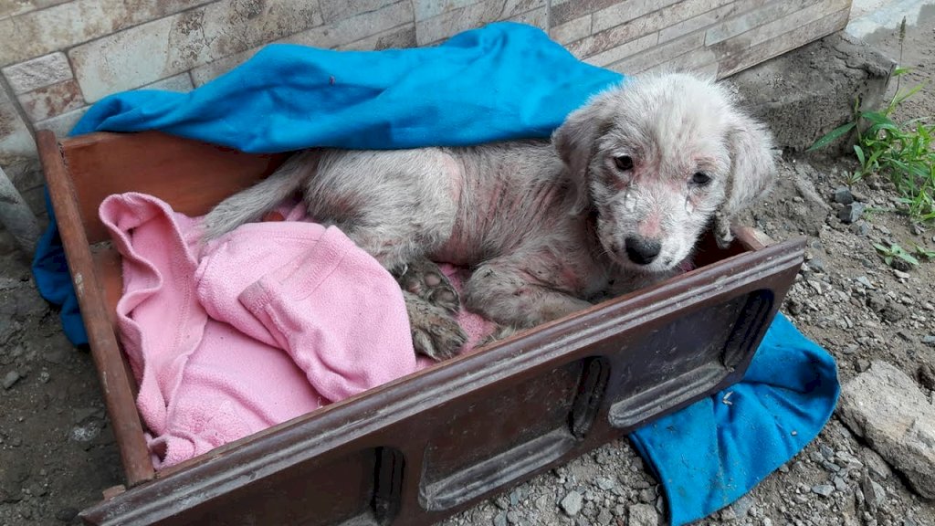 Abandoned Puppy Endured Three Days in Freezing Cold Alone