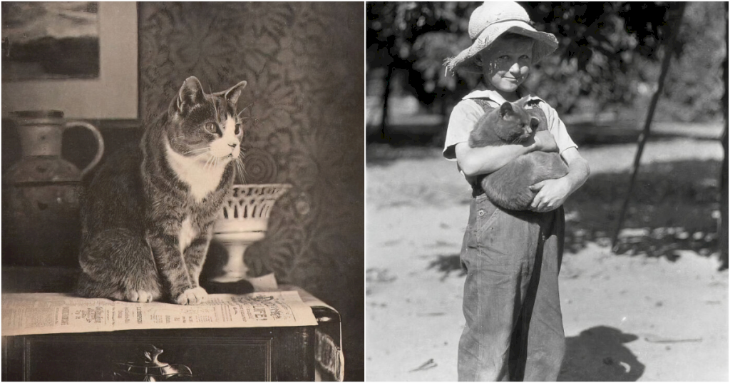 30 Fascinating Vintage Photos of Cats Posing Alongside Renowned Figures and Captivating Personalities.!!