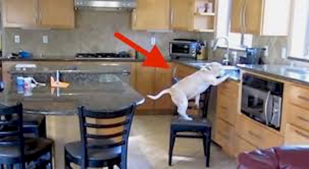 Hidden Camera Catches Naughty Beagle Stealing Chicken Nuggets