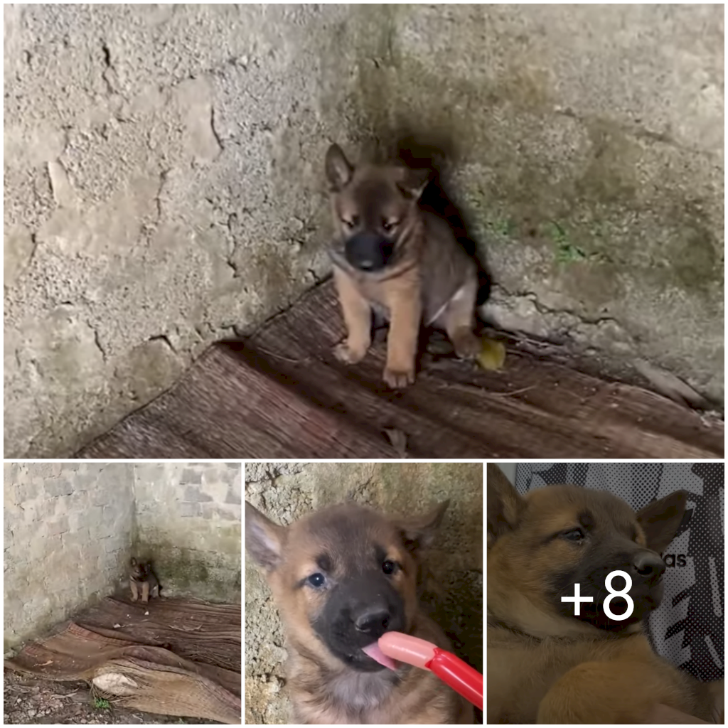 Frightened Puppy Takes Shelter in Abandoned House After Losing Family