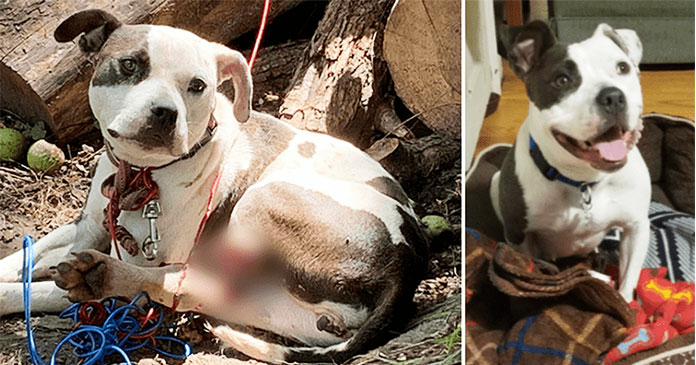 Resilient Abandoned Dog Chews Off Hind Leg for Freedom, Rescued and Finds a Loving Home #Dogs