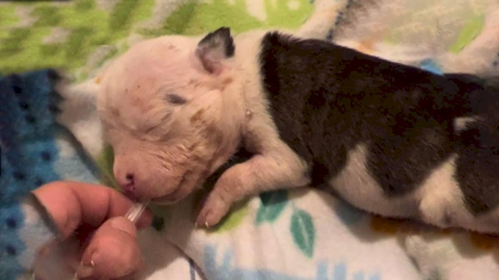Fight for Life: Dehydrated and Malnourished Newborn Puppy Struggles to Survive After Mother's Rejection
