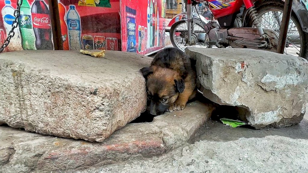 Abandoned Puppy Struggles on Cold Streets, Seeks Assistance from Unfamiliar Rescuer
