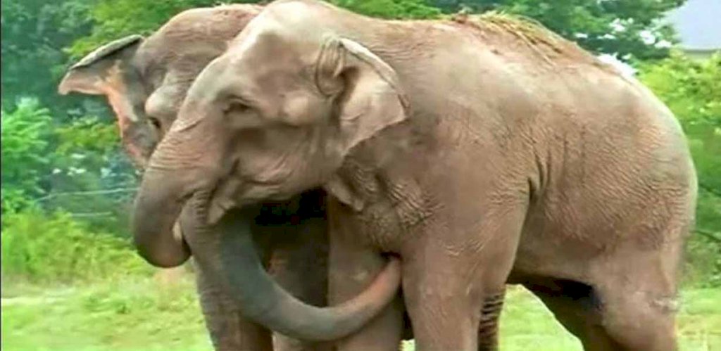 Former circus elephants separated for 22 years – cameras catch moment they reunite for the 1st time