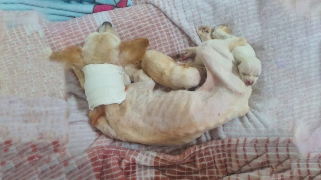 Desperate Plea for Rescue: Mother Dog Ensnared, Worried for Puppies' Safety