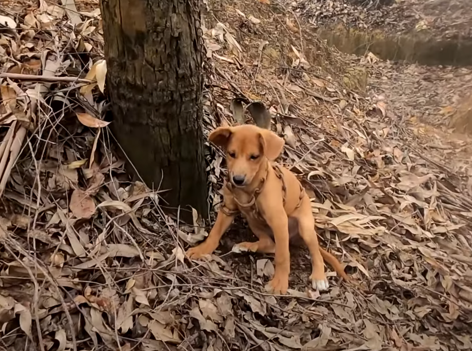 Poor abandoned dog. Chained in the forest in a state of hunger for a long time. Luckily, we found and rescued this dog and gave this dog a new life