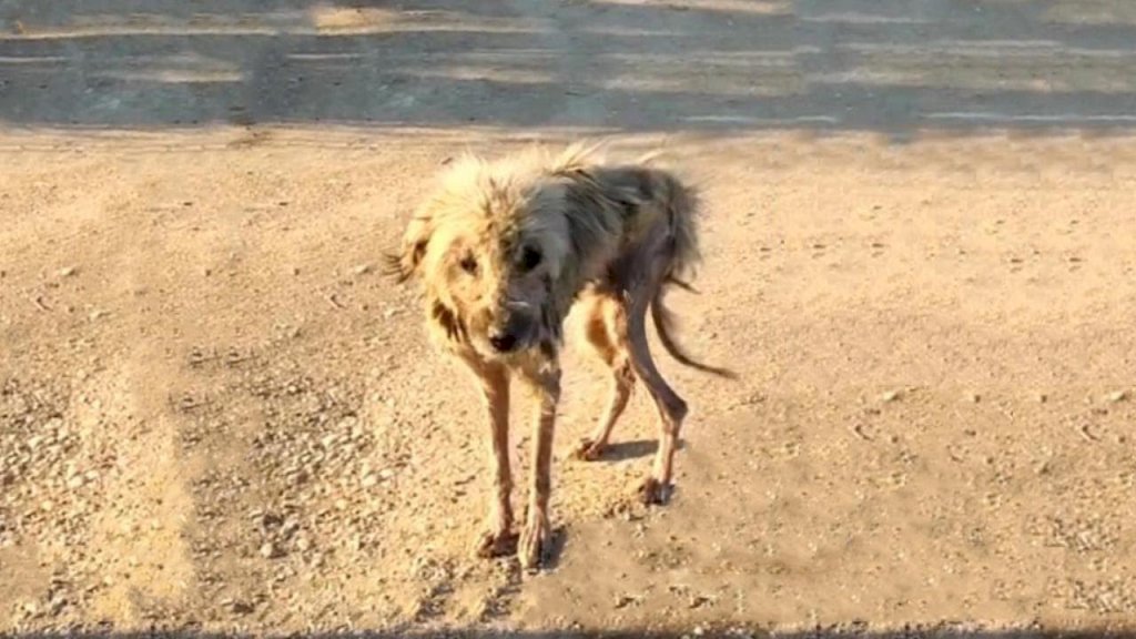 Emaciated, Dirty, and Flea-ridden: Desperate Plea for Help for a Suffering Dog