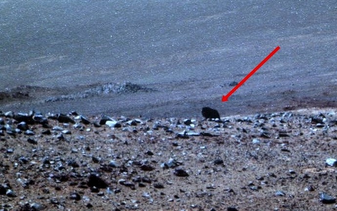 NASA’s Rover Spots Walking Creature on Mars