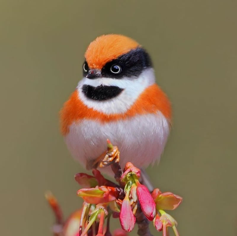 Chen Chengguang: Capturing the Elusive 'Black-Throated Bushtit' - One of the World's Rarest Birds