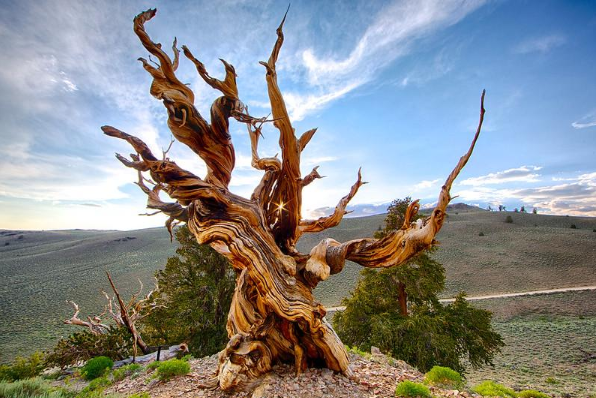 The Mighty Elder: Earth's Oldest Tree, Great-Great-Grandfather, Stands at 5,484 Years