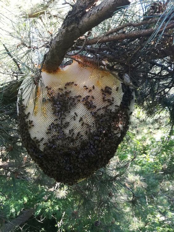 Crafting an Enigmatic Beehive: Exploring the Captivating Realm of Bee Architecture