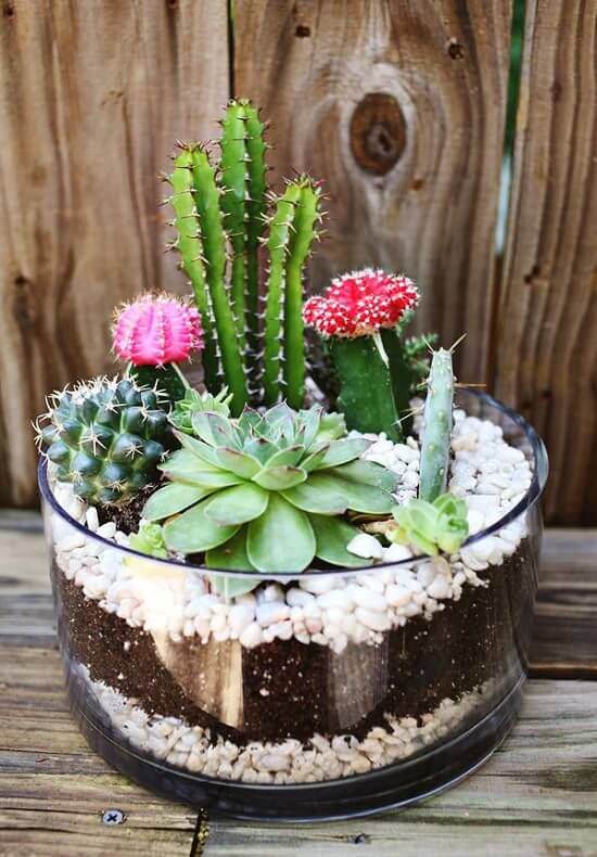 Unleash Your Creativity with These 22 Incredible DIY Cactus Gardens and Succulent Dish Gardens