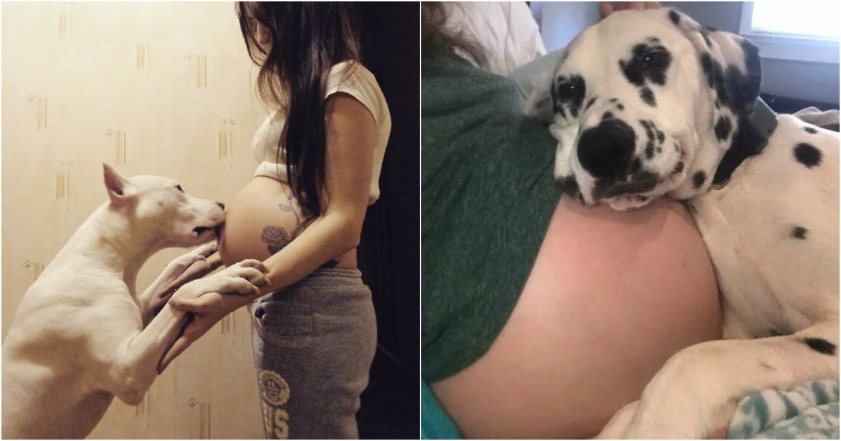 The loyal dog hugged and kissed the pregnant belly of his future owner’s baby, a lovely gesture that touched everyone.