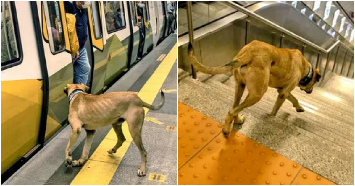 The loyal dog runs to the subway day and night just to wait for the owner to return from work, making millions of people emotional.