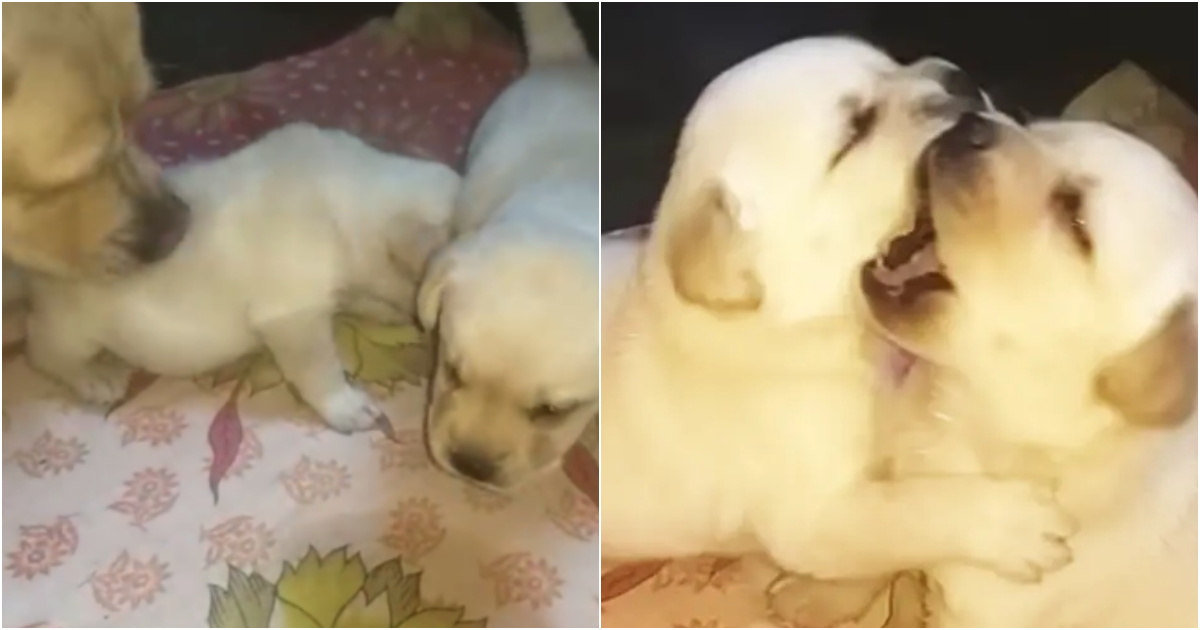 The angry mother dog yelled at her two children not to fight, making netizens admire