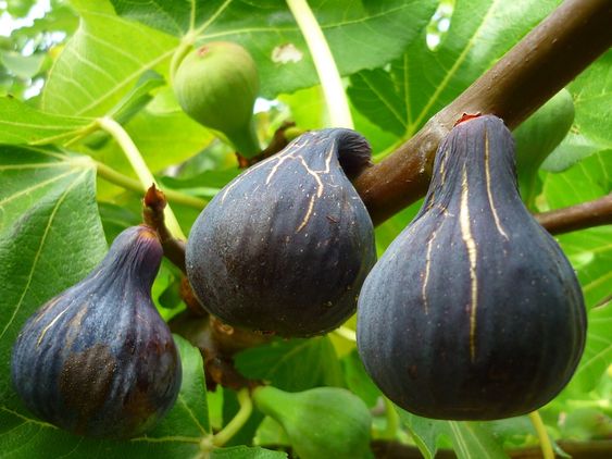 Unveiling the Enchantment of Black Figs: Exploring the Mysterious World of Ebony Figs