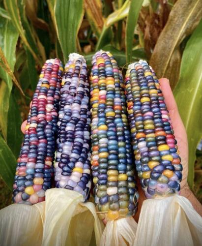 Uncovering the Beauty of Mother Nature: A Journey into the World of Unique Corn Strains from its Origins